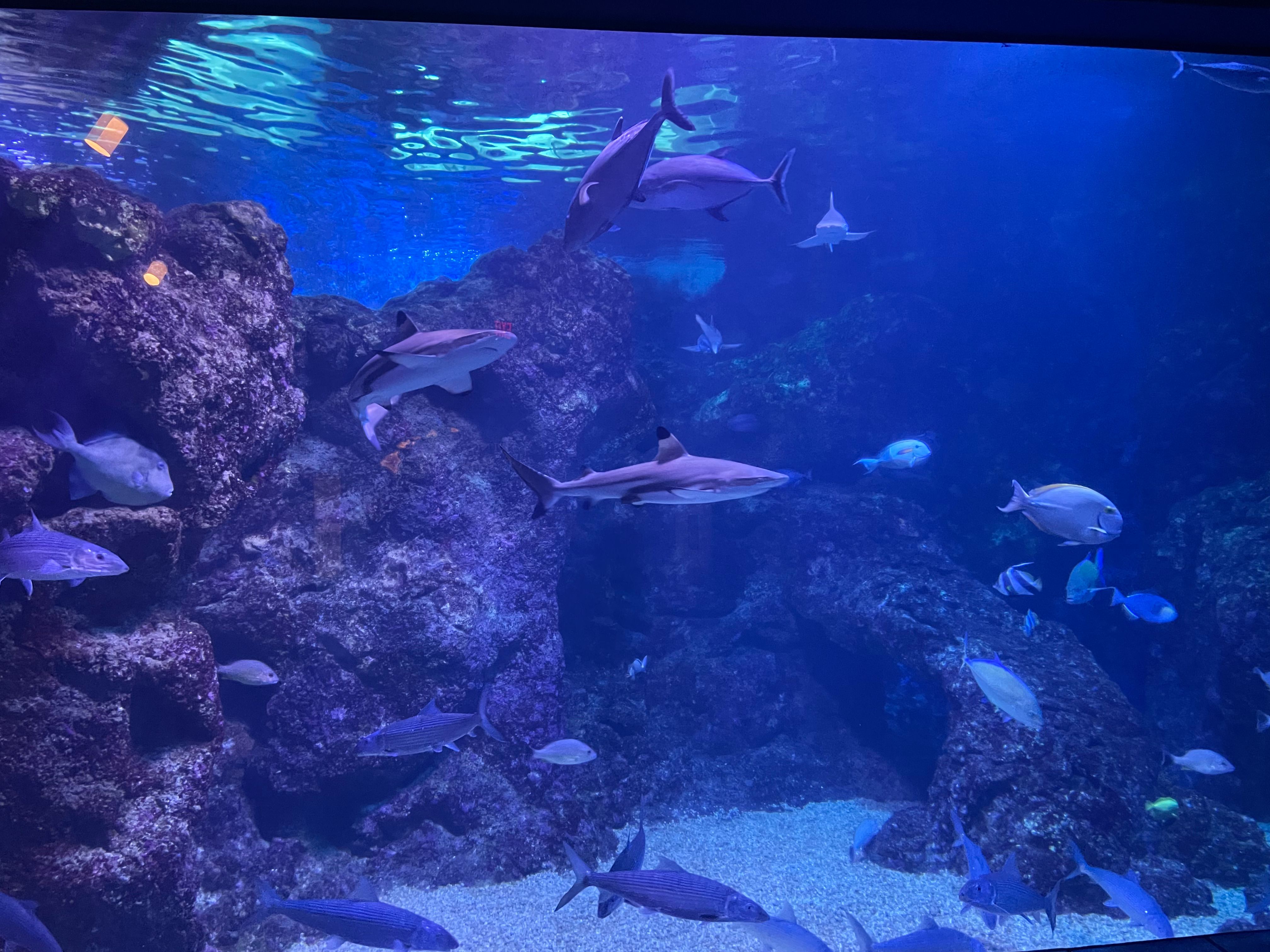 Maui Ocean Center Offers Shark Dives As An Added Experience