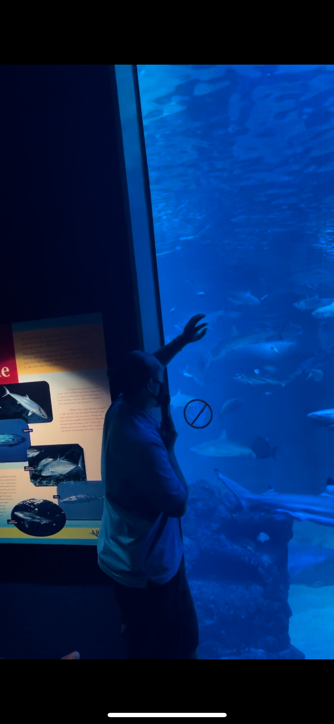 Staff Gallery Talks In Maui Ocean Center's Open Ocean Exhibit