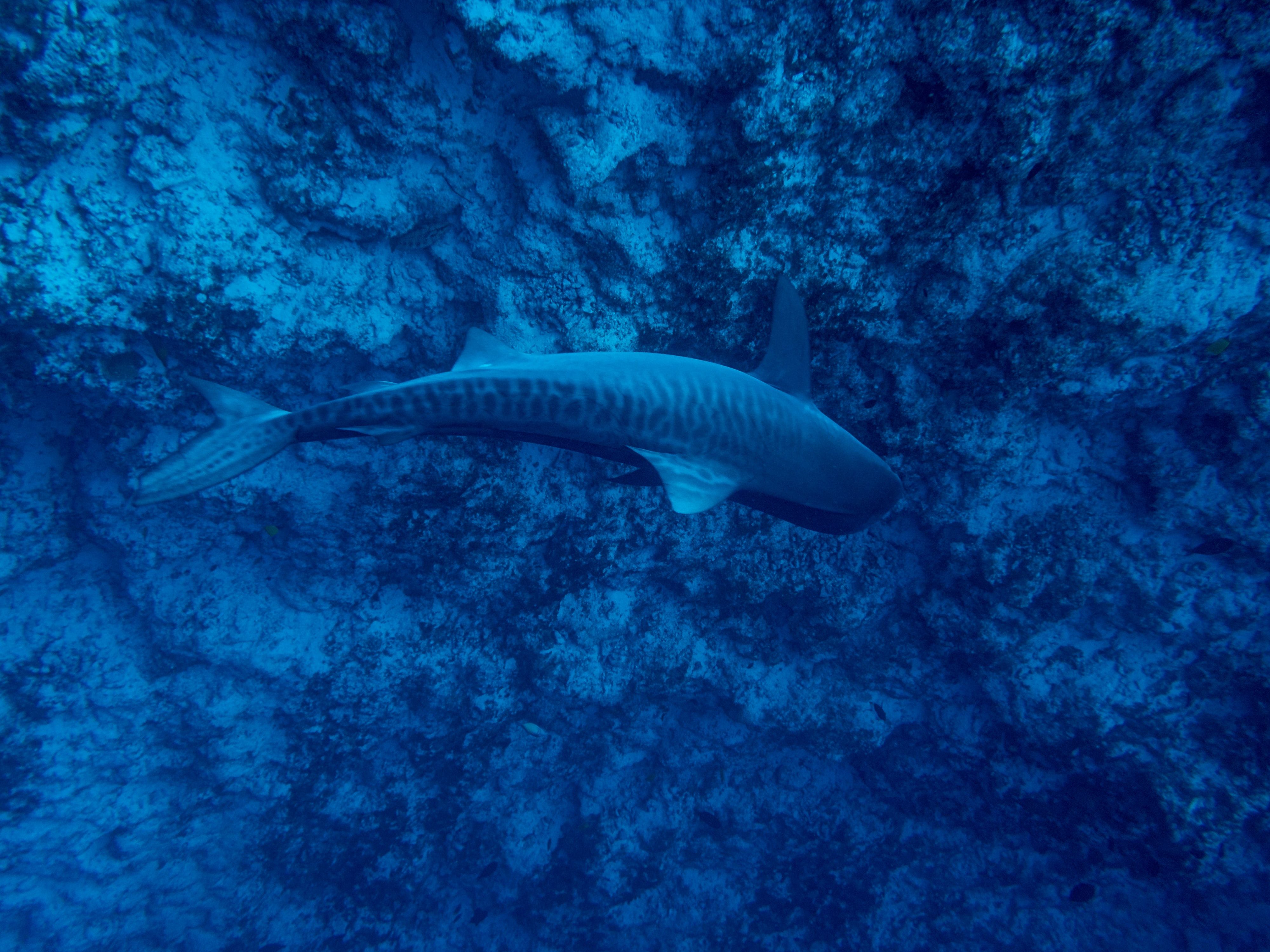 An underwater photo of a Tiger Shark swimming over a reef in the Maldives