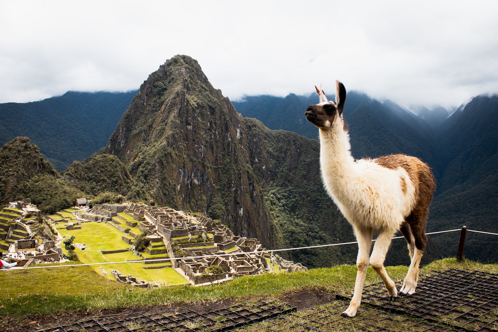 An alpaca at Machu Picchu