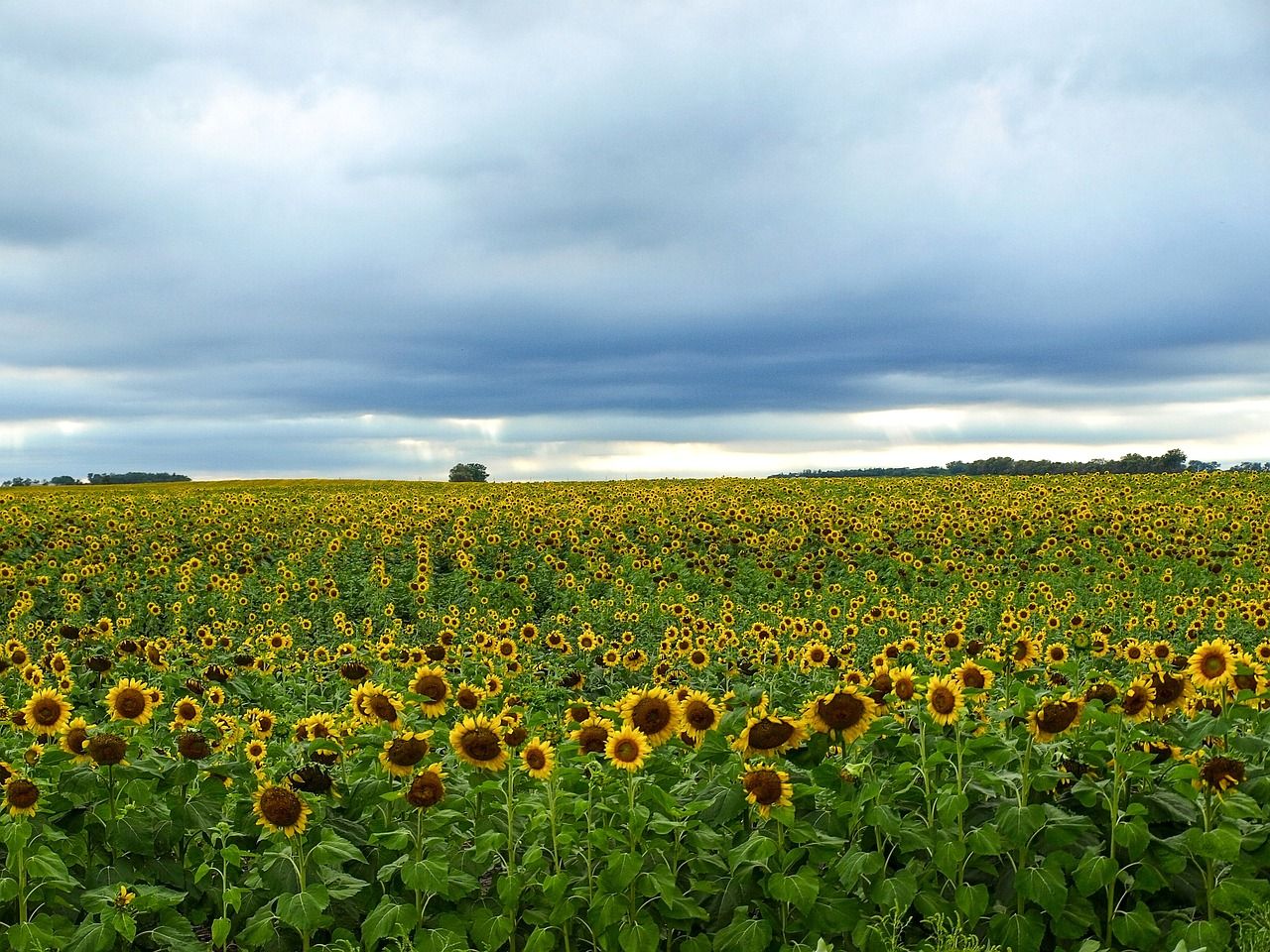 A field of sunflowers under a gray sky in North Dakota