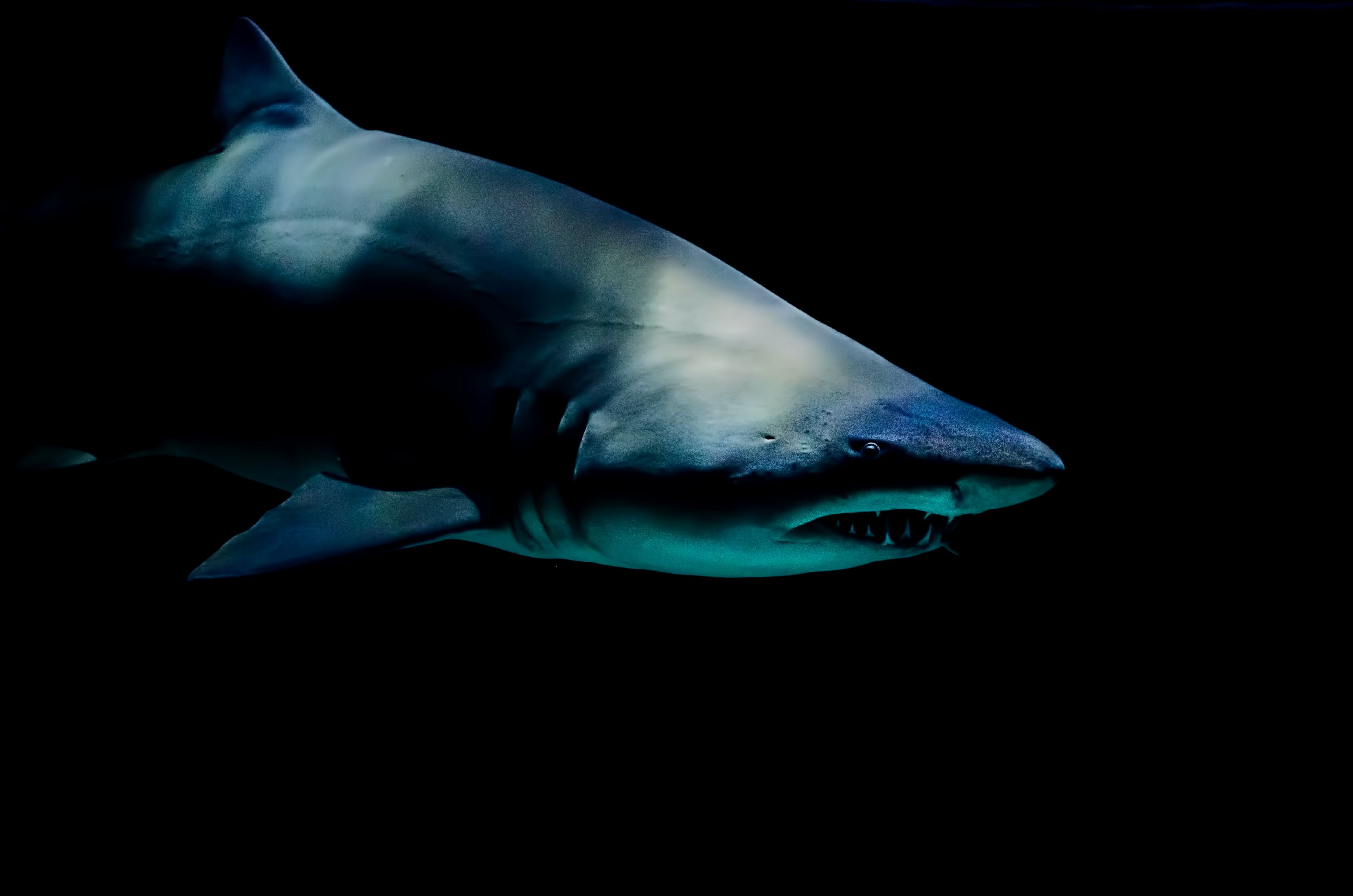 A photo of a Silky Shark against a black background