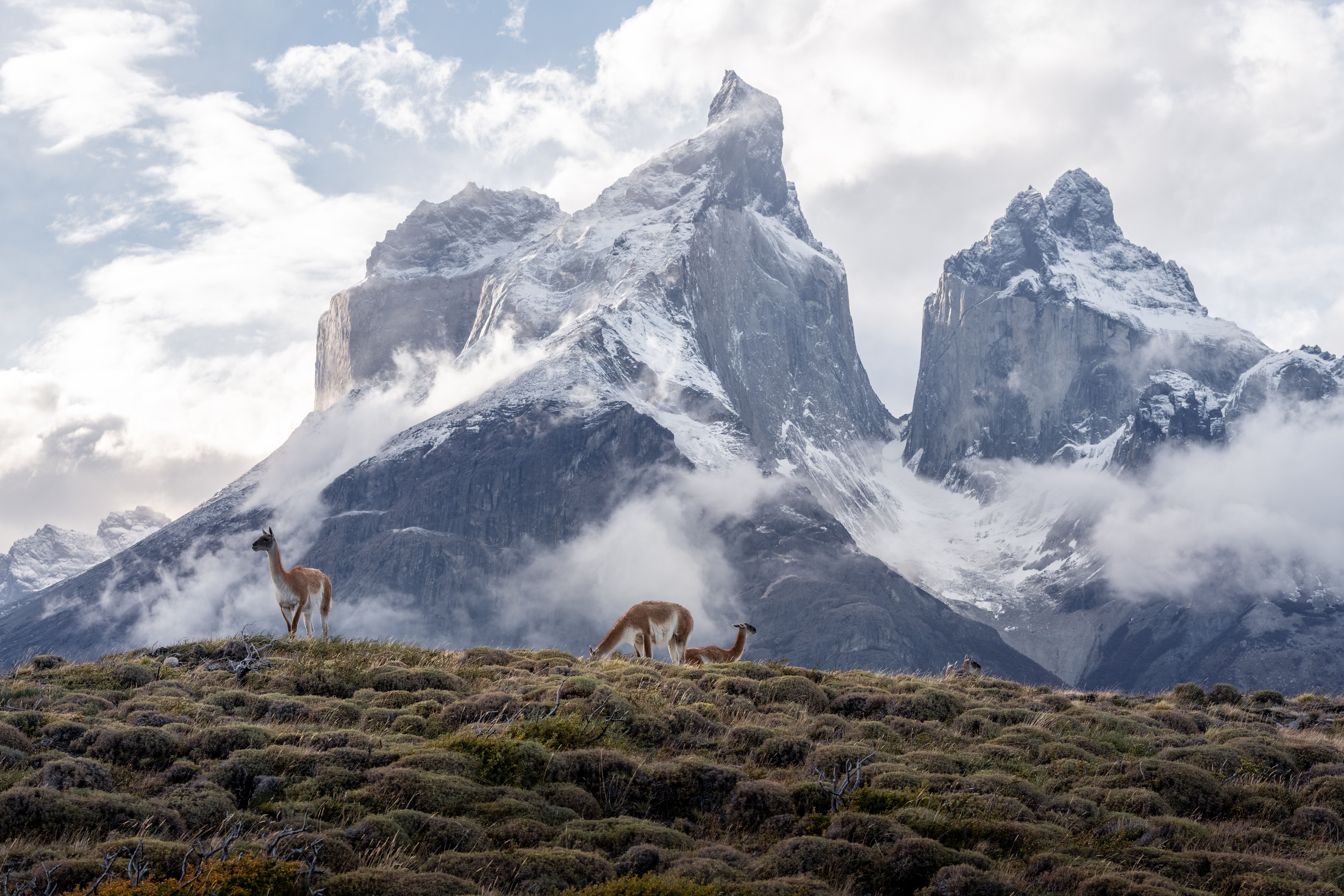 Two guanacos grazing in front of Los Cuernos in Torres del Paine National Park