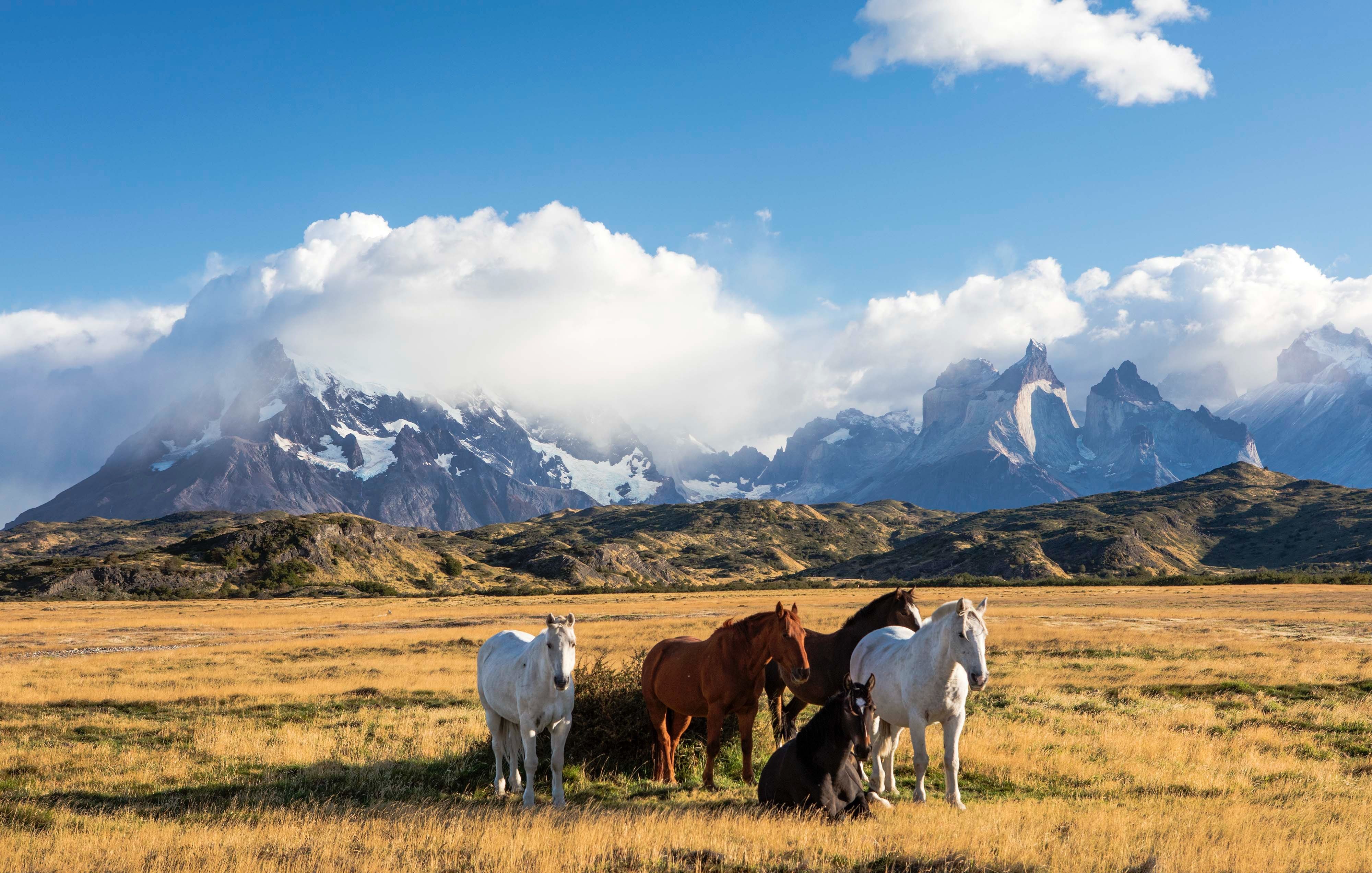Horses on the plains of Patagonia with the Torres Del Paine mountains in the background