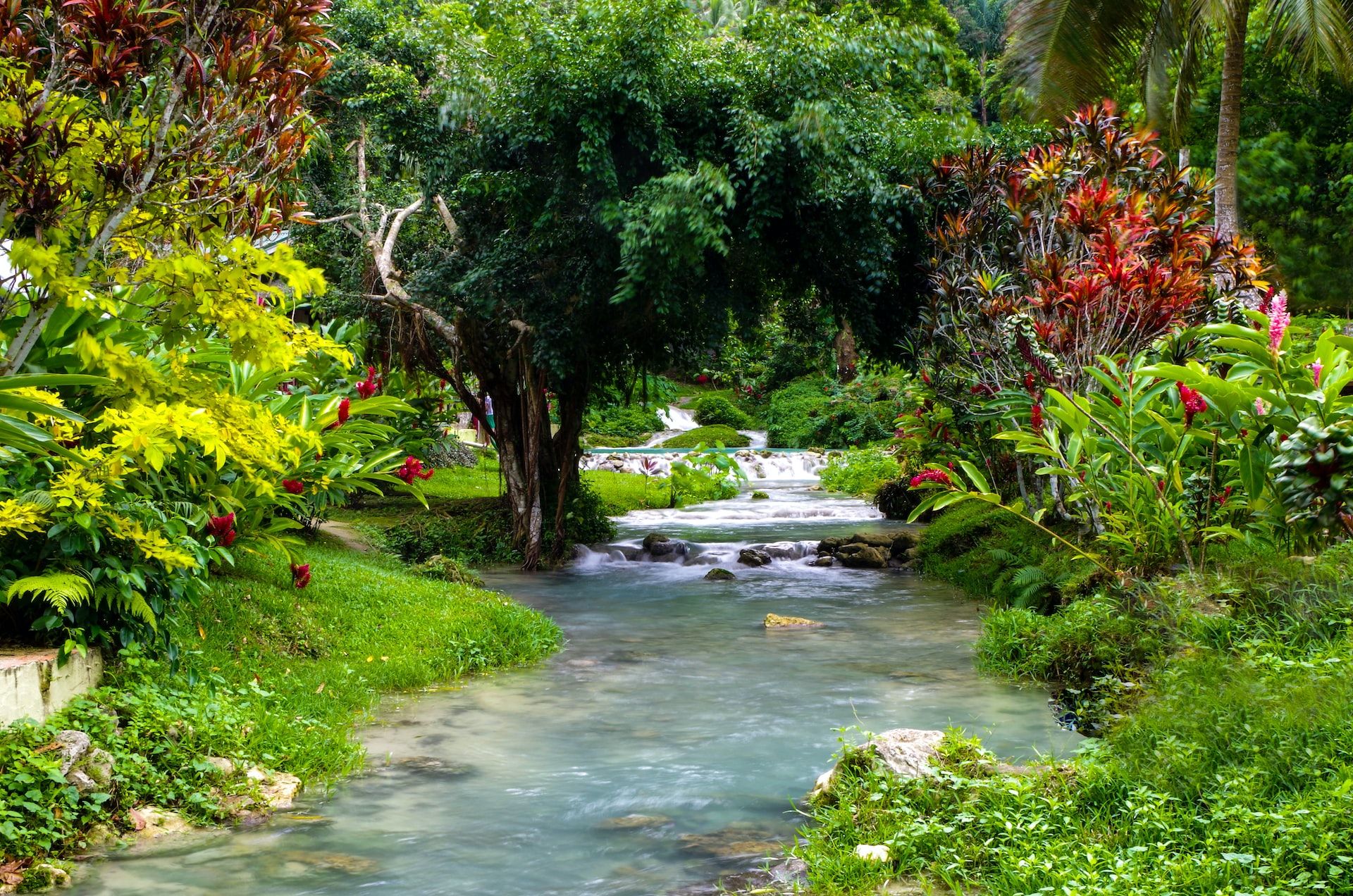 Stream flowing through tropical vegetation in Vanuatu