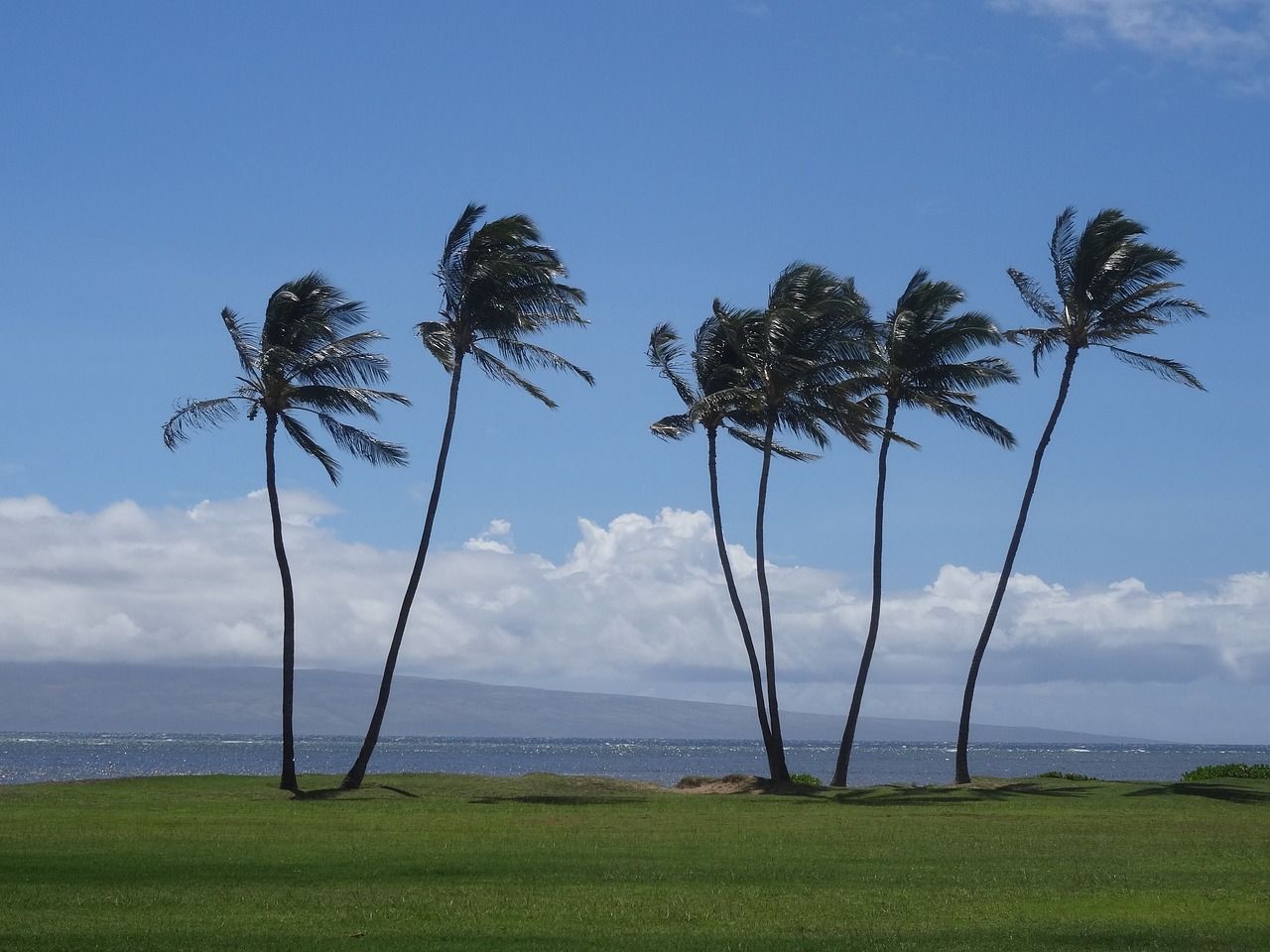 Palm trees on Molokai Island, Hawaii
