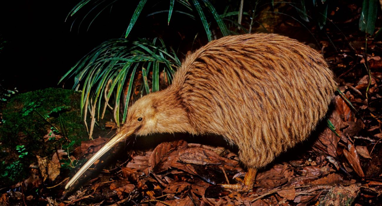 Comment voir réellement l'oiseau kiwi le plus emblématique, mais ...