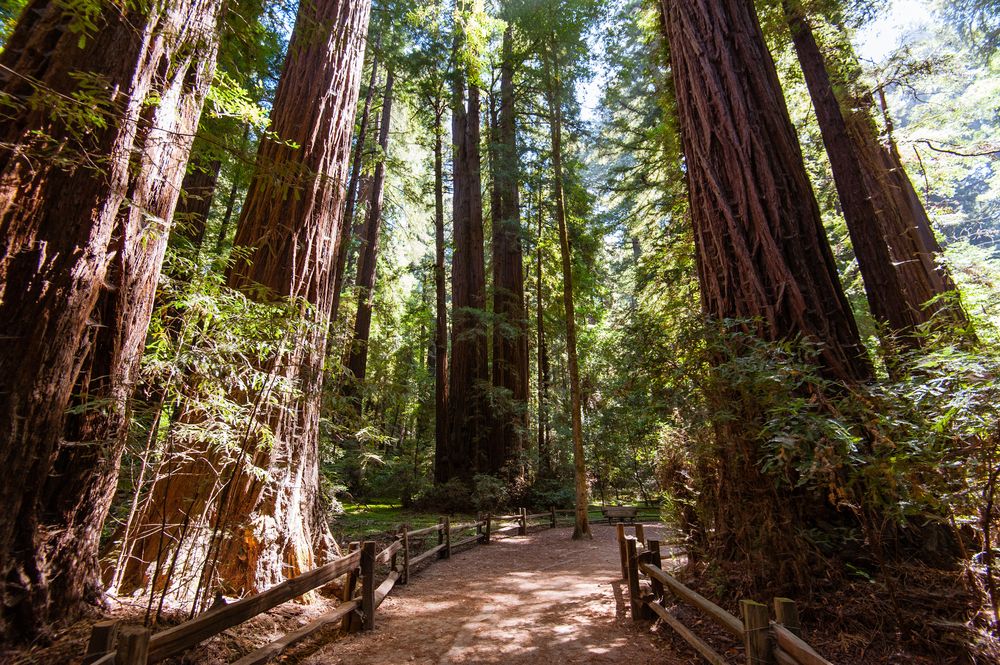 sunlight peaking through California Redwoods