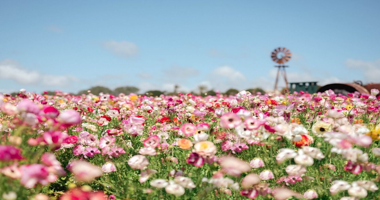 Carlsbad Flower Fields in spring, California