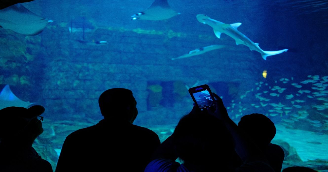 Visitors observing sharks in the marine aquarium at SeaWorld Orlando, Florida