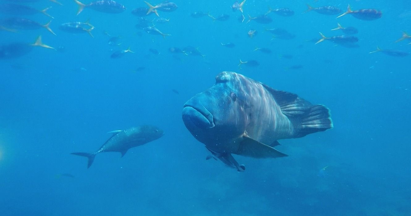 A humphead wrasse swimming in the blue in the Whitsunday Islands of Australia