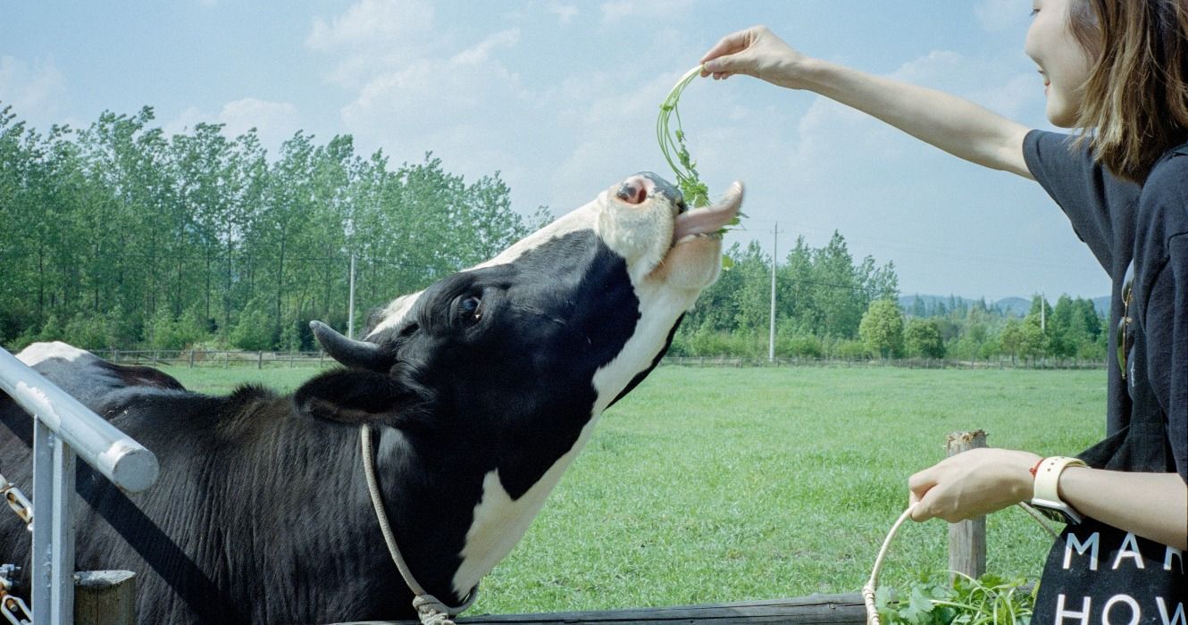 A person feeding a cow at a dairy farm