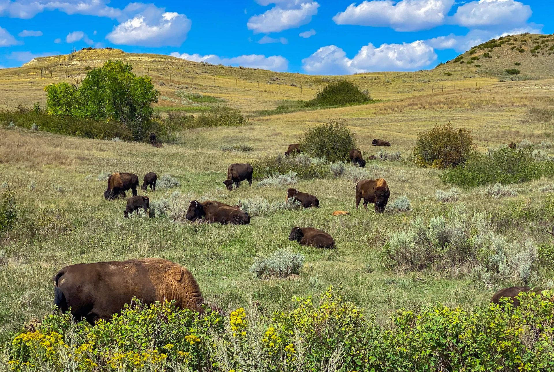 North Dakota wildlife relaxing on a hillside