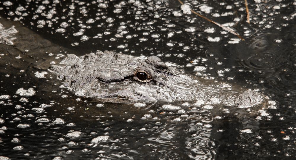 Louisiana Alligator in the water at the Audubon Zoo