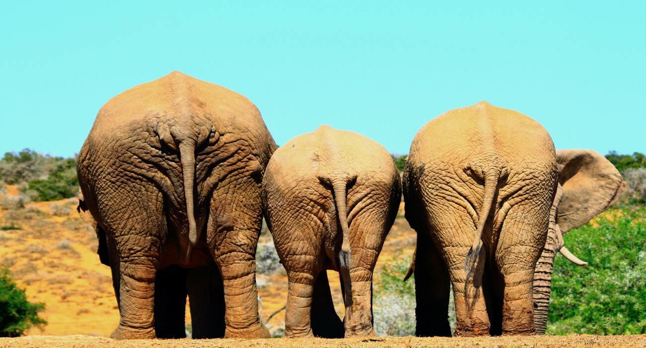 The Behinds of Three African Elephants