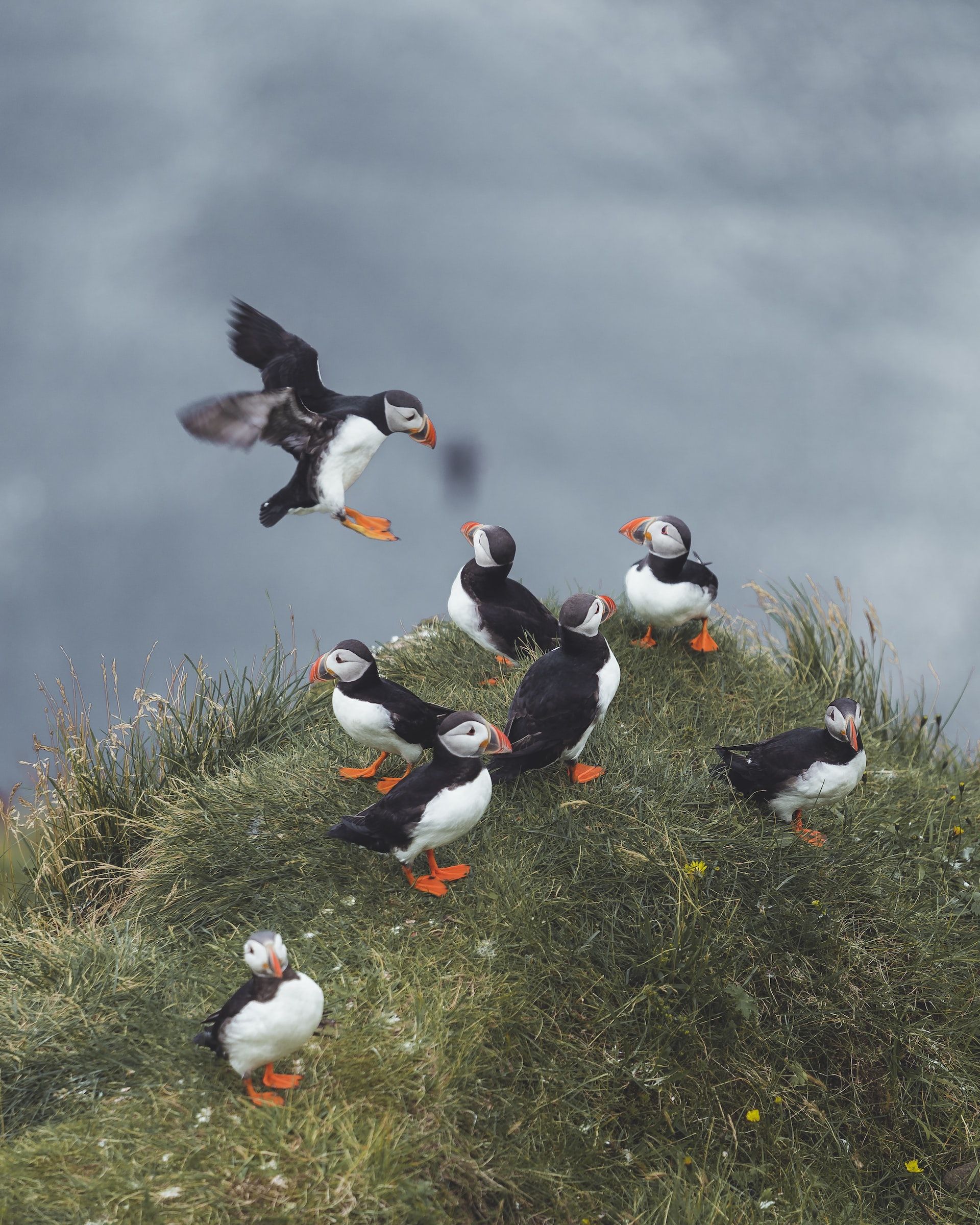 Group of puffins on a grassy cliff in Iceland, with one preparing to land