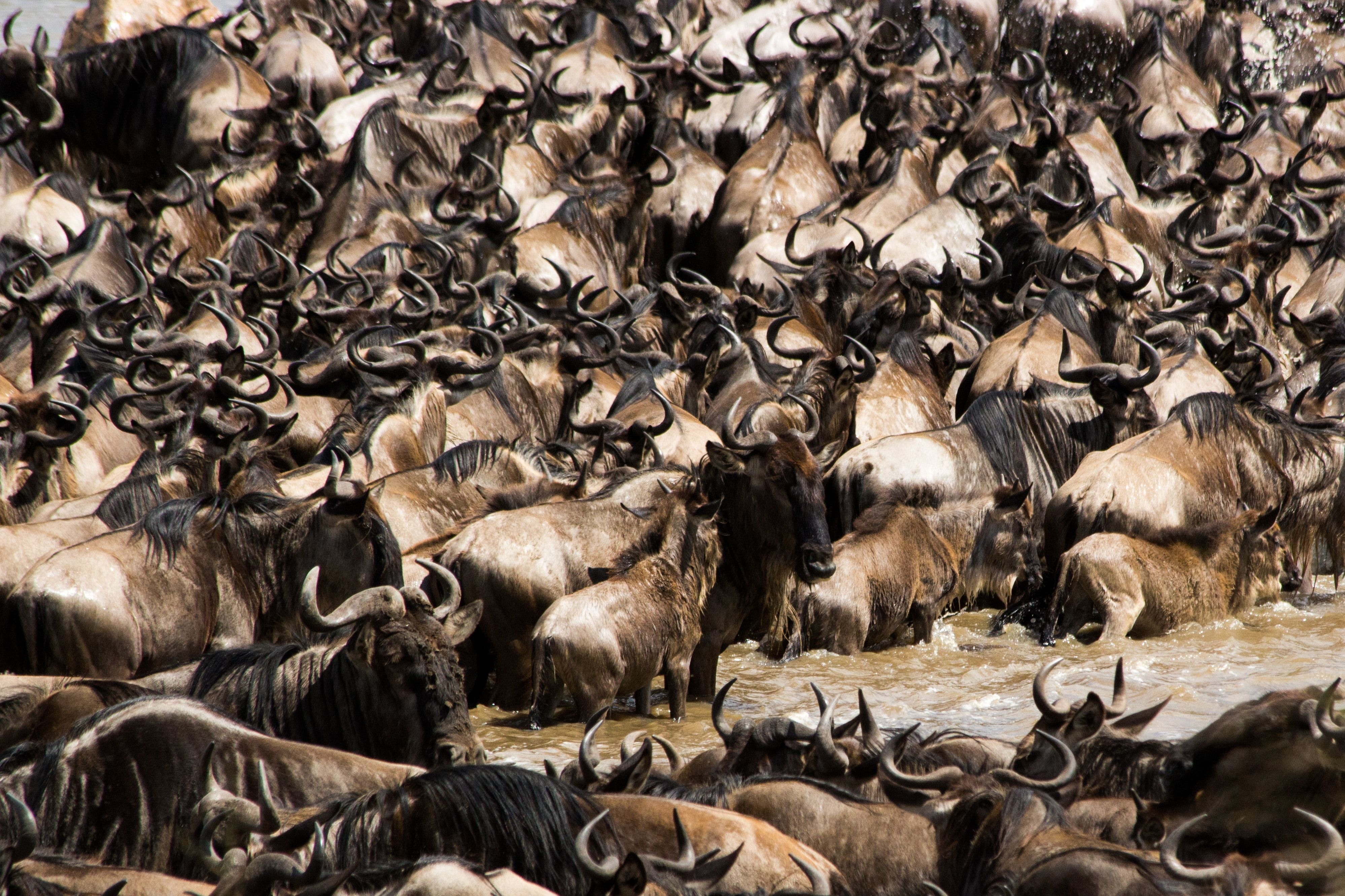 Tight Herd Of Wildebeest