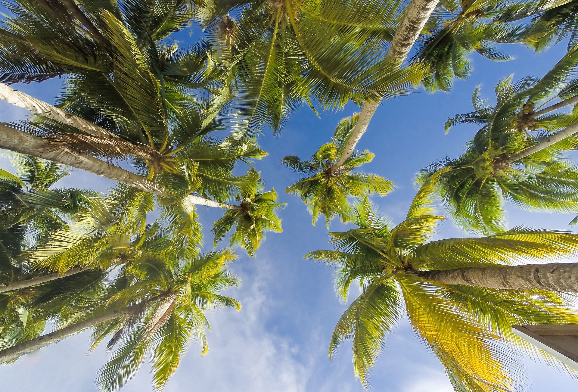 Palm Spring Palm Trees