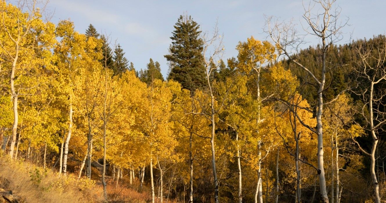 Trees in Golden Gate Canyon State Park, Colorado