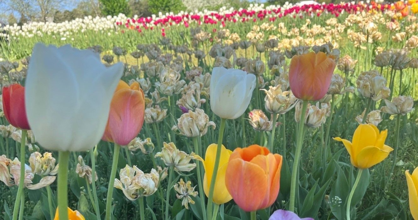10 Most Extravagant StateSide Tulip Festivals Flipboard