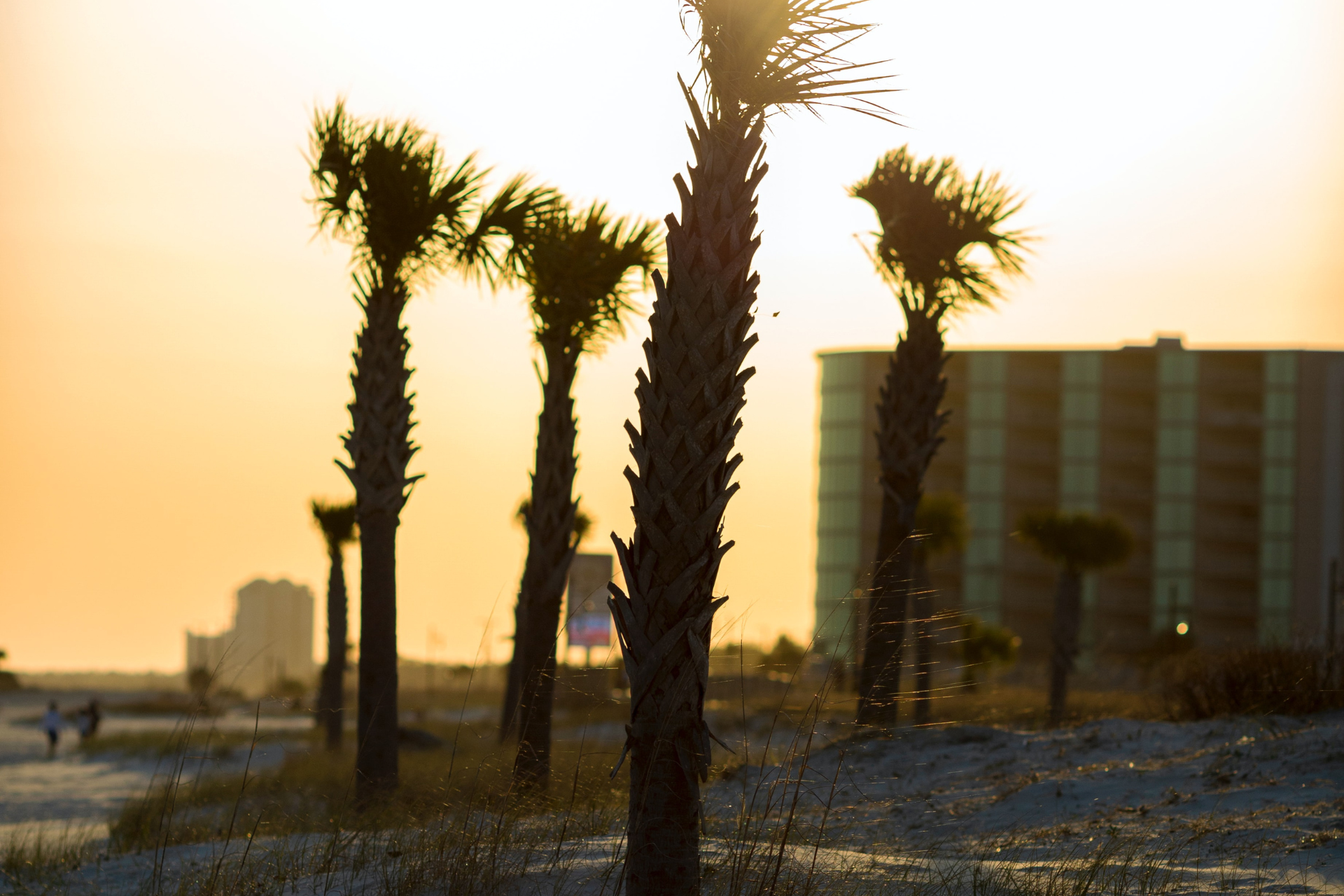 Palm trees at sunset in Biloxi, Mississippi.