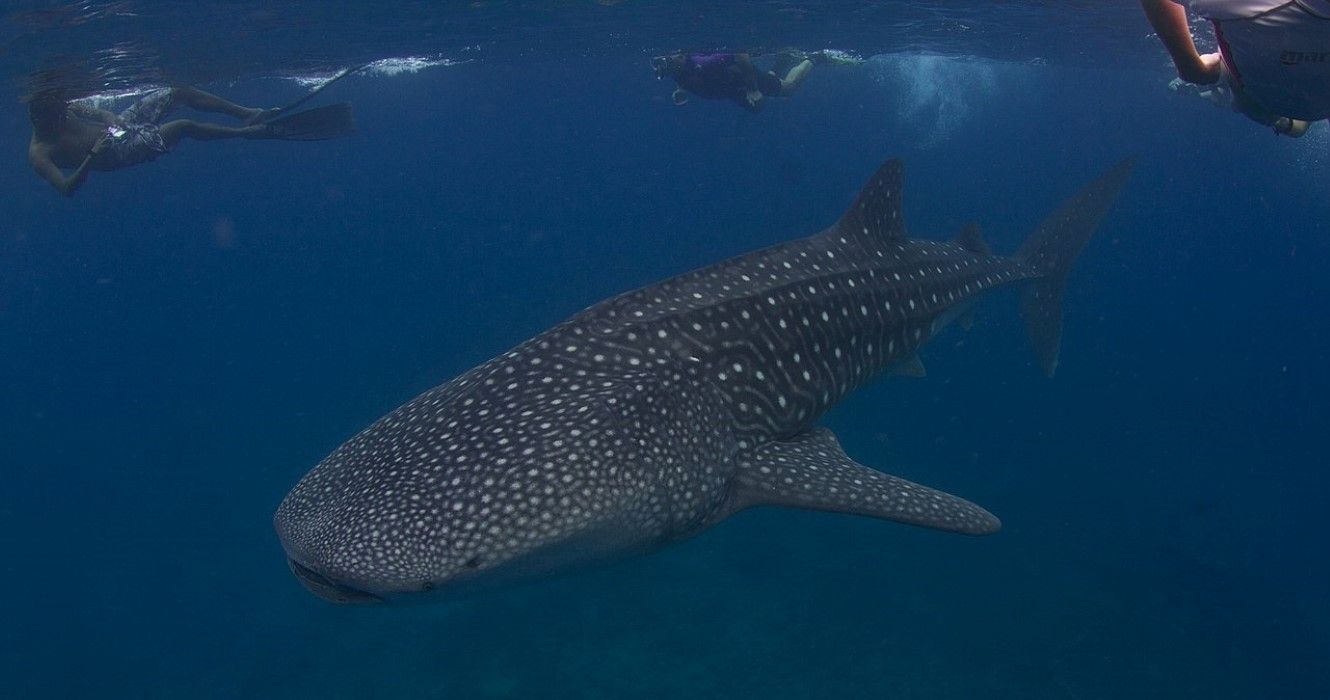 Whale shark in the Maldives sea