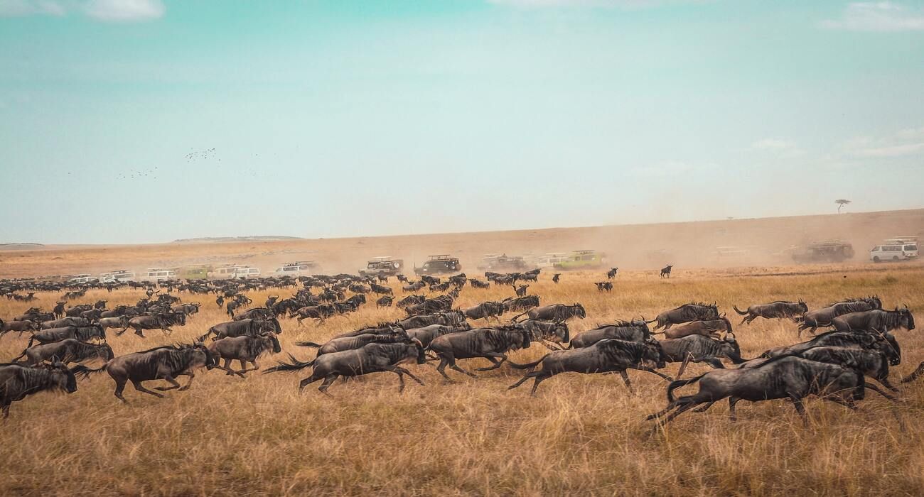 Wildebeest Migration In Serengeti Region Kenya
