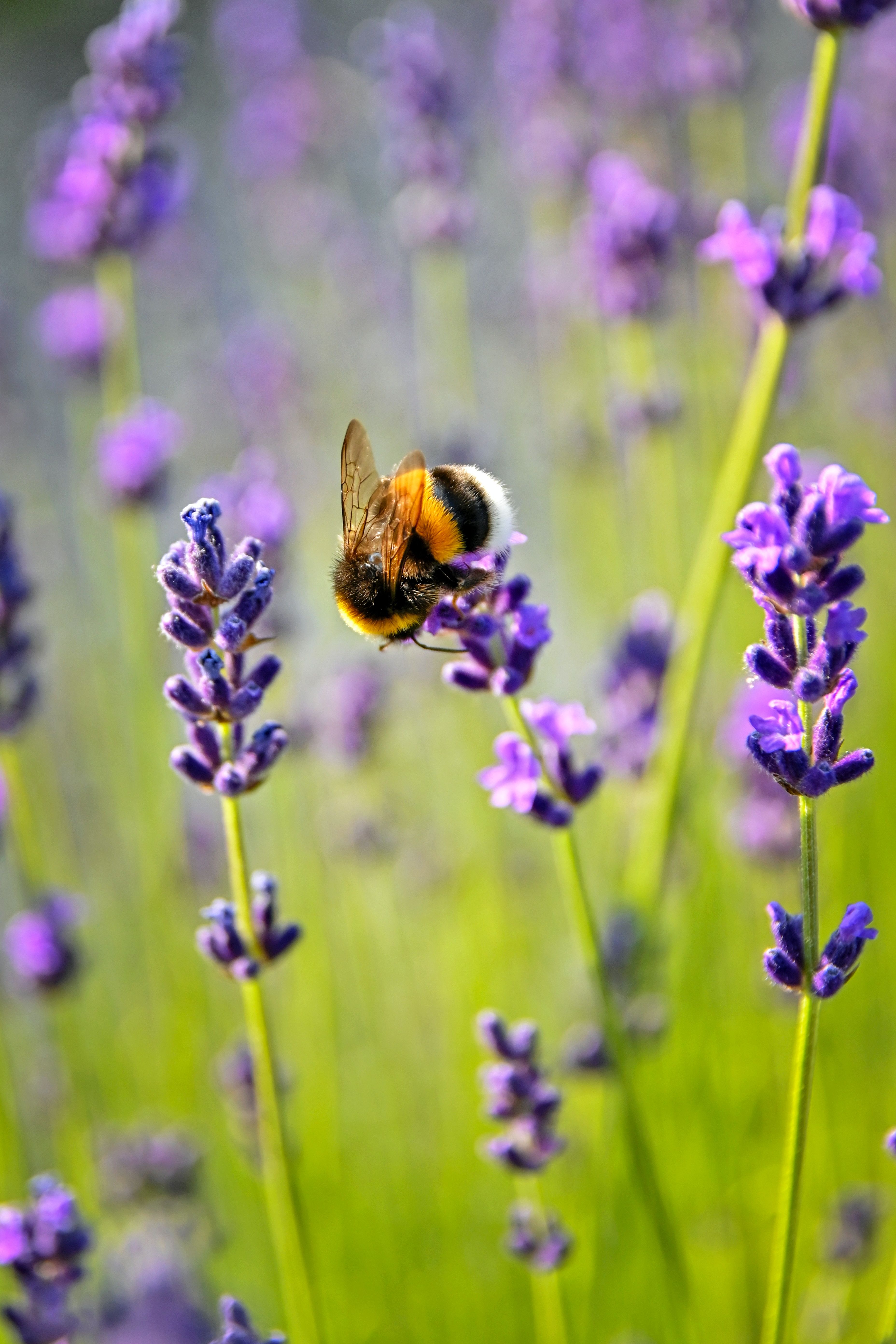 As abelhas podem ser perigosas para pessoas com alergias