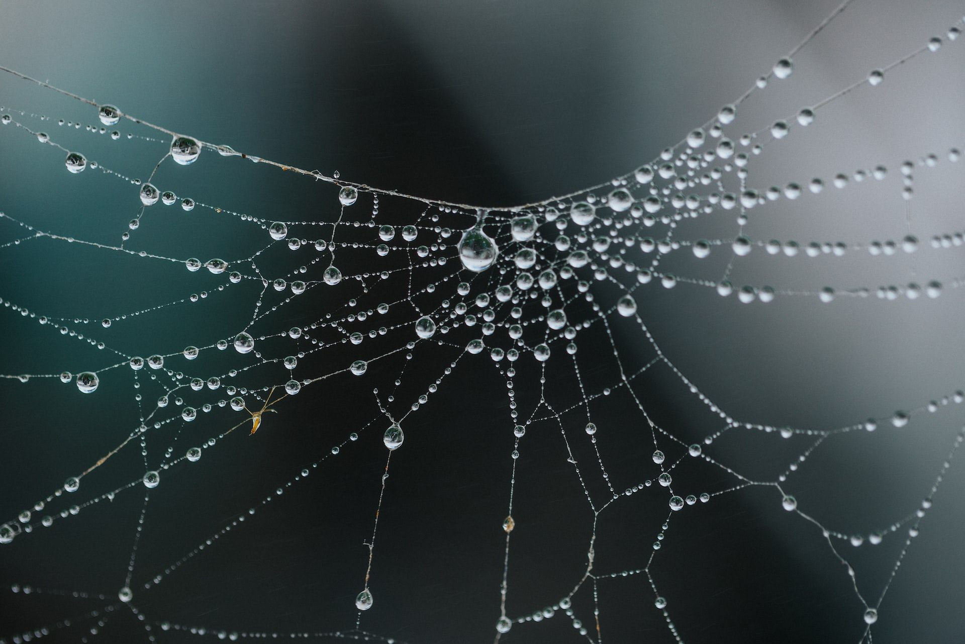 Image of a spiderweb with raindrops