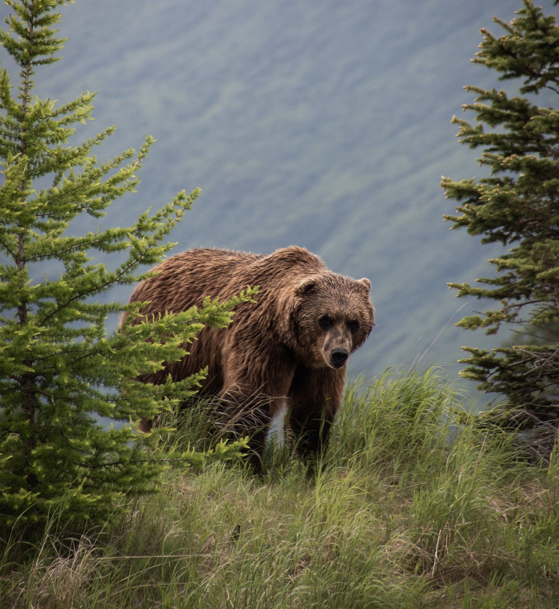 A grizzly bear roams the hills of the Alaska Wildlife Conservation Center.