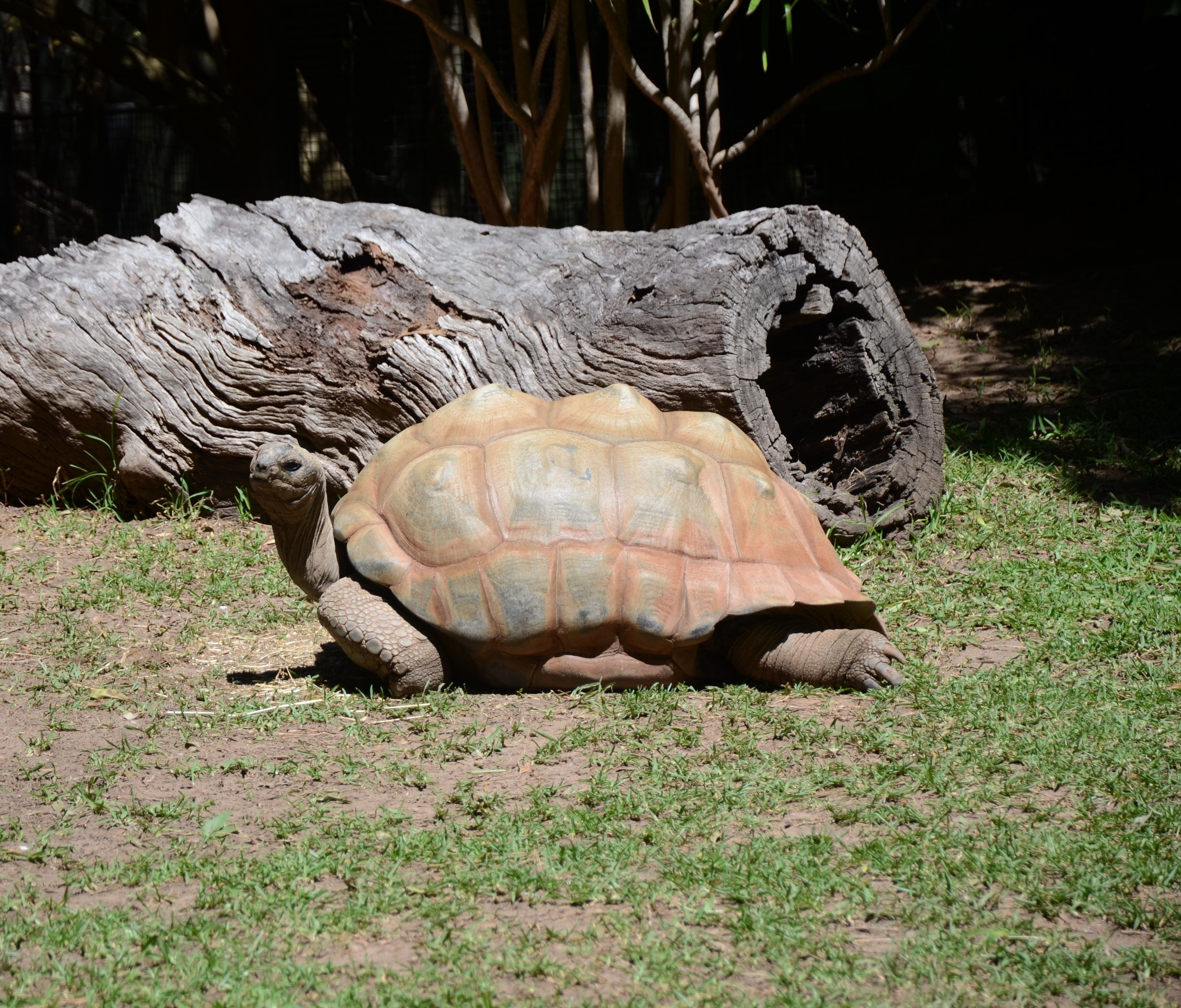 Jardim zoológico australiano do tronco de árvore do campo da tartaruga