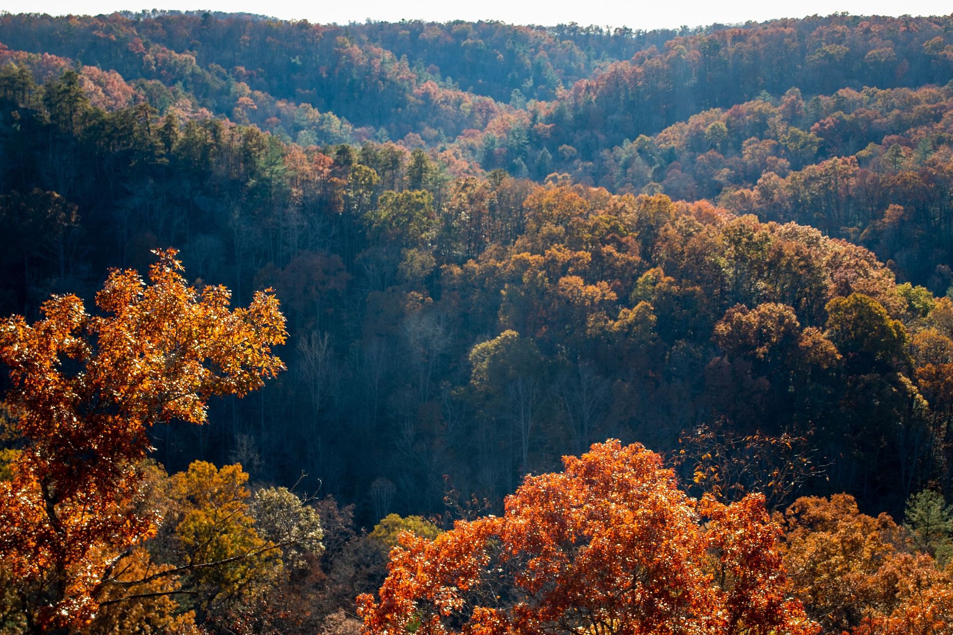 Appalachian Mountains Forest