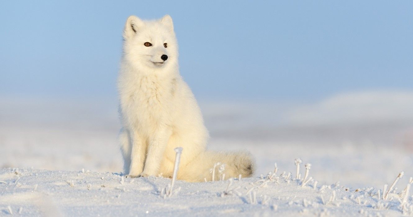 Arctic Fox sitting on the snow