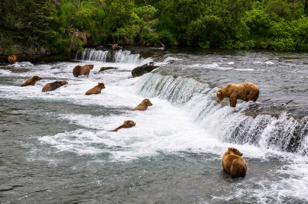 Ursos pescando salmão em riachos caem no Parque Nacional de Katmai