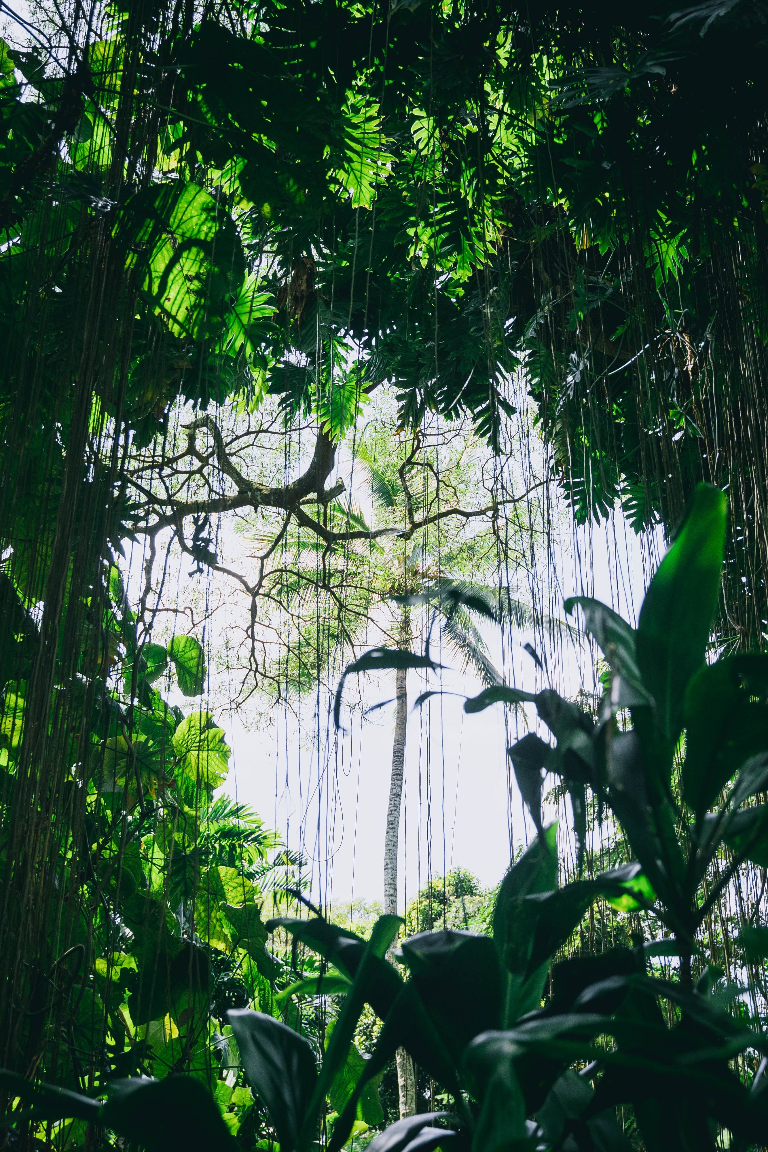 Árvores céu kauai floresta waterfal