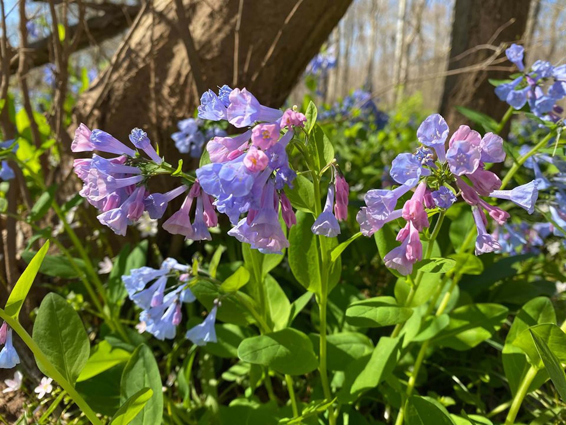 Campainhas florescendo na primavera na zona rural da Virgínia