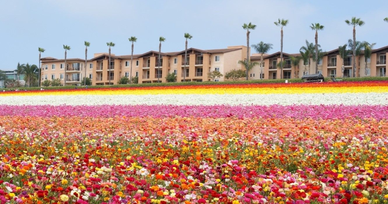 Carlsbad Flower Fields in San Diego, California