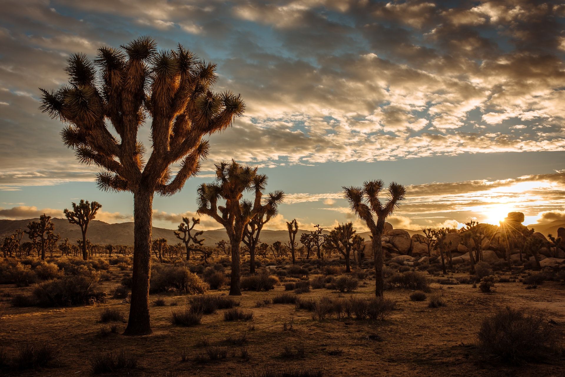 Joshua Tree National Park at sunset