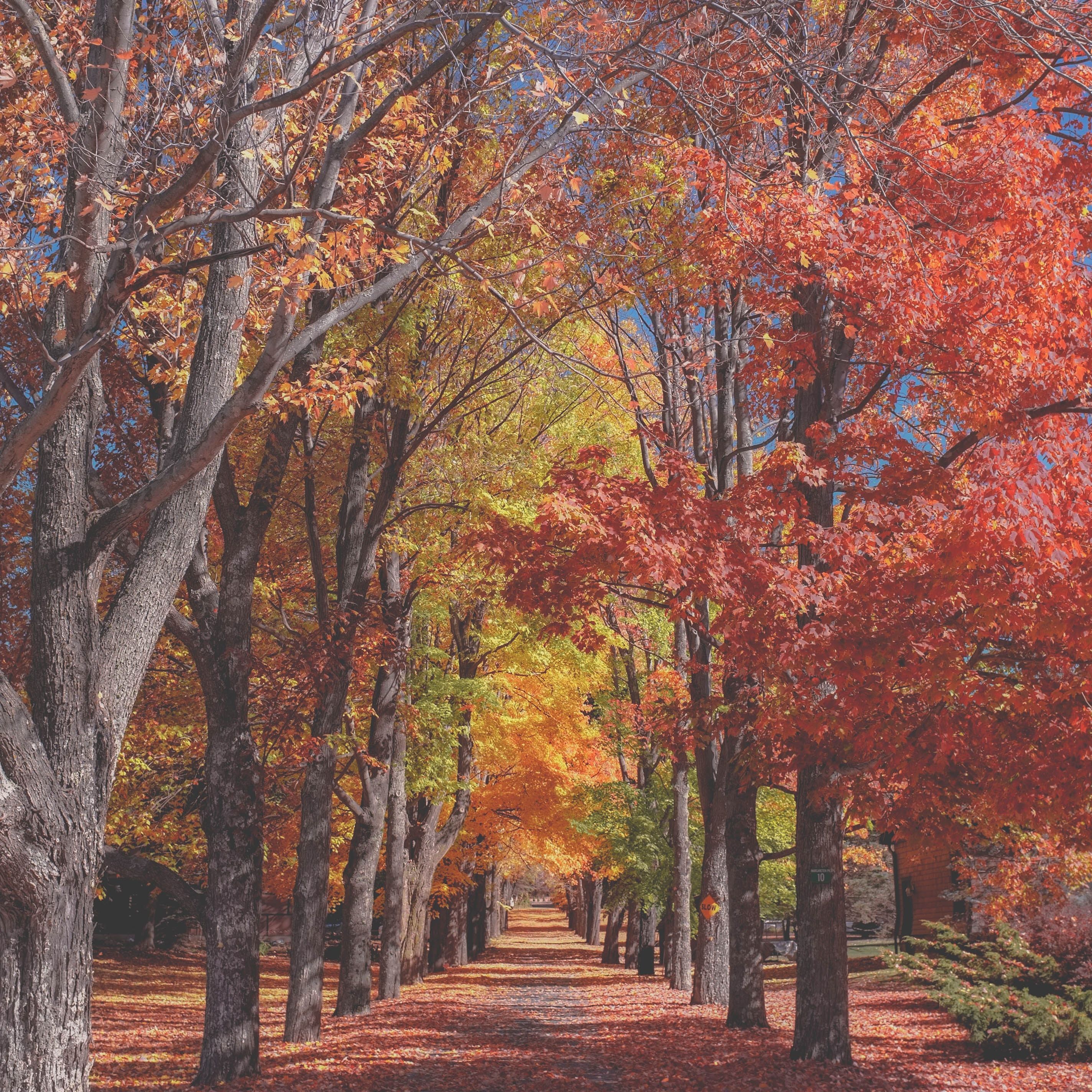 As Montanhas Catskill apresentando árvores com cores de folhagem de outono no outono