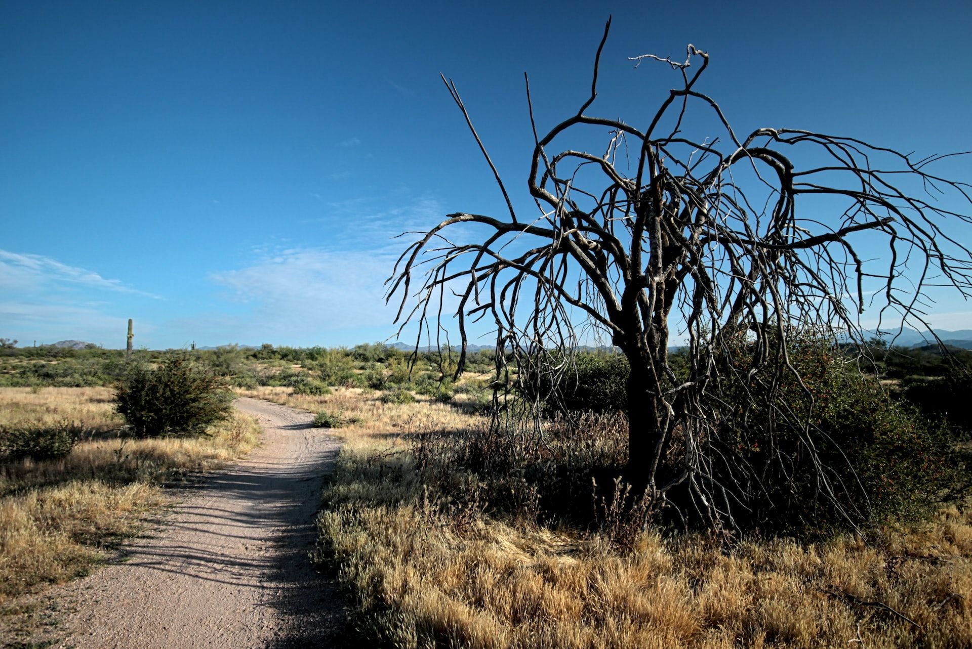 Reserva McDowell Sonoran, Phoenix, Arizona 