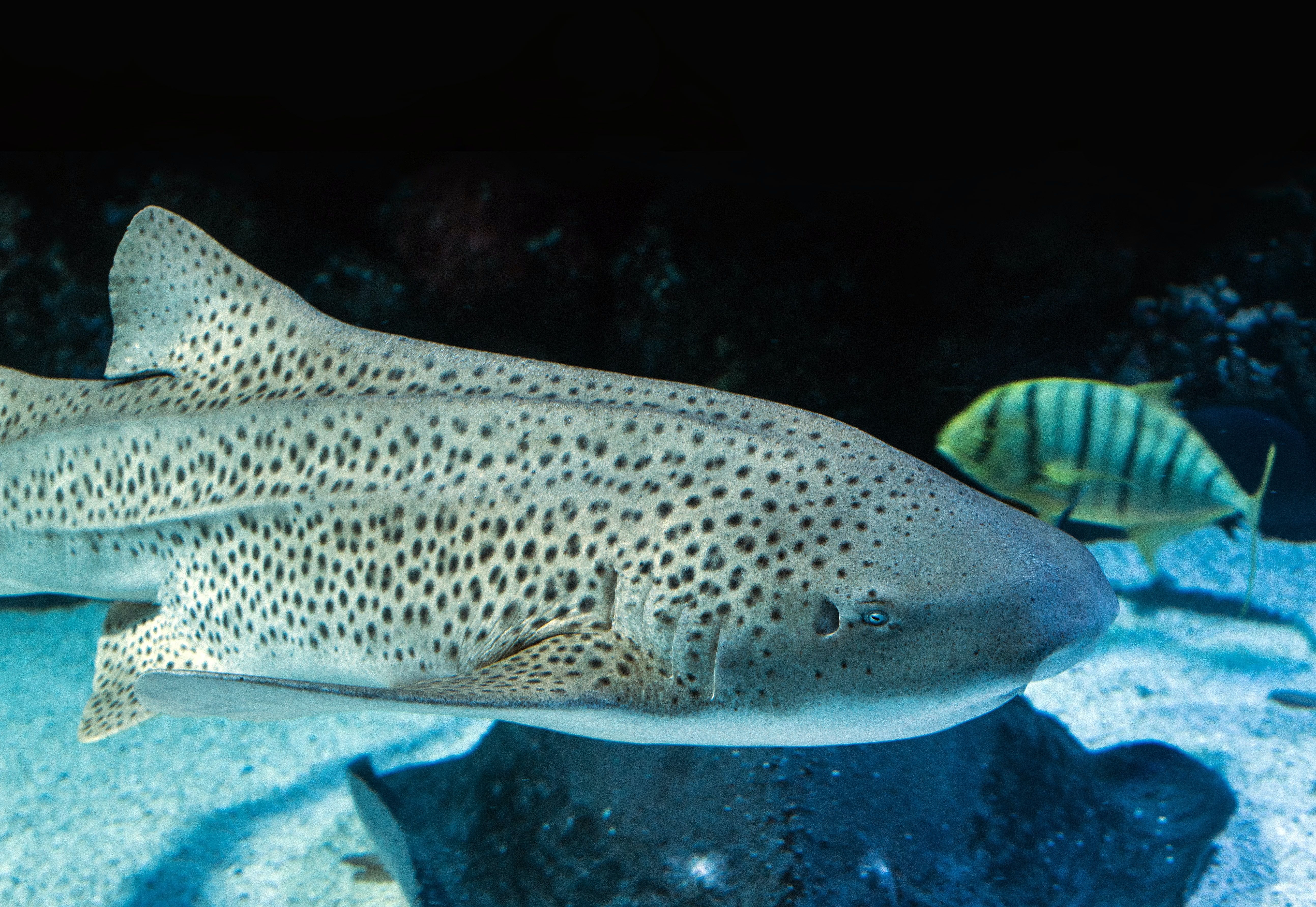 Leopard shark swimming in the water deep blue background underwater photo