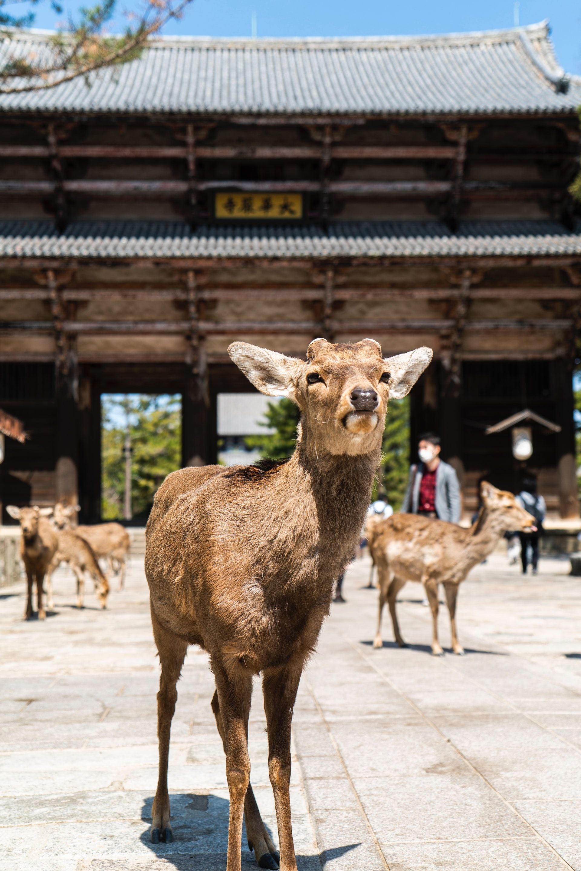 Deer at the temple in Nara, Japan