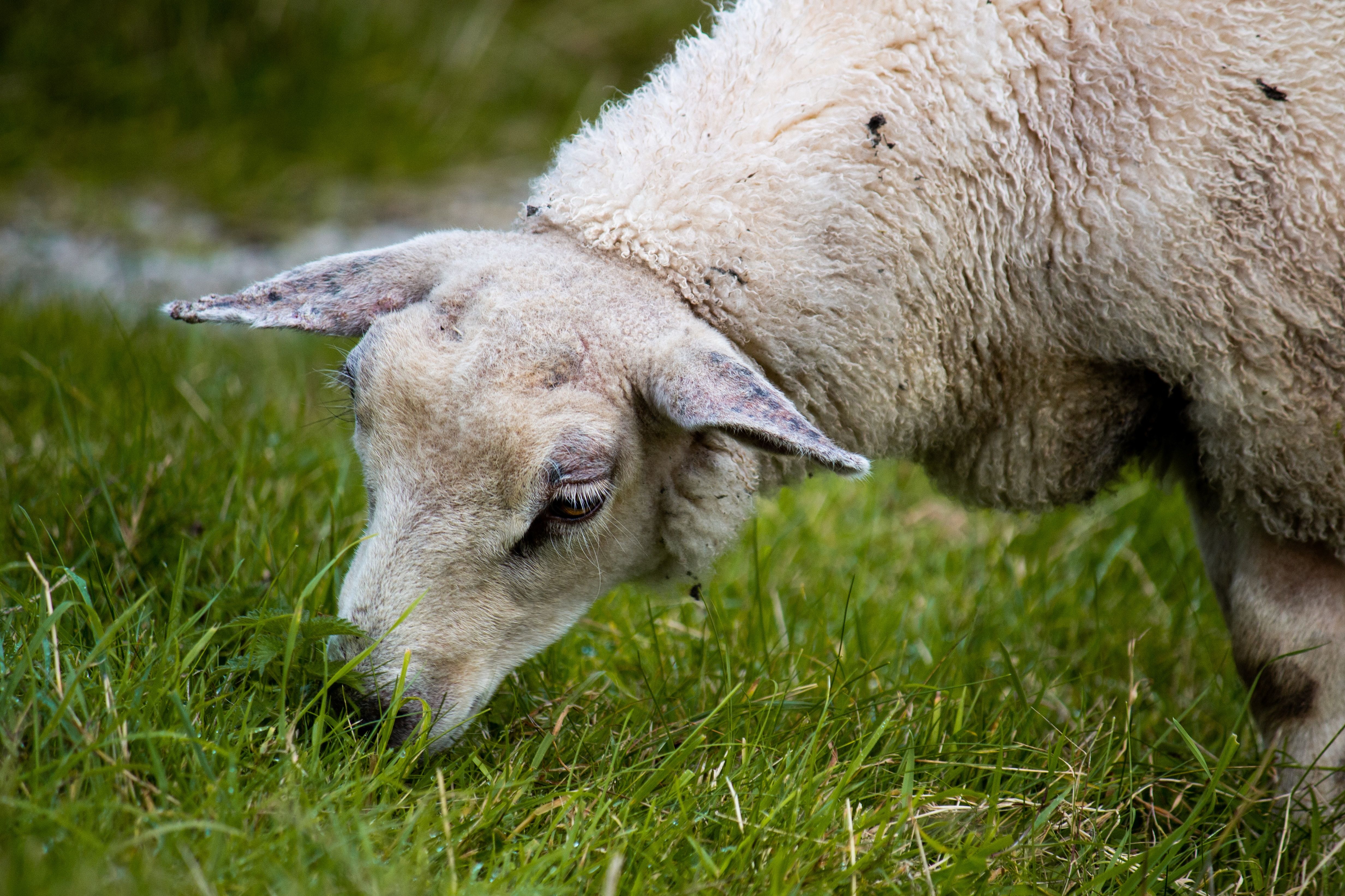 Ovelhas comendo grama em Limerick, Irlanda 