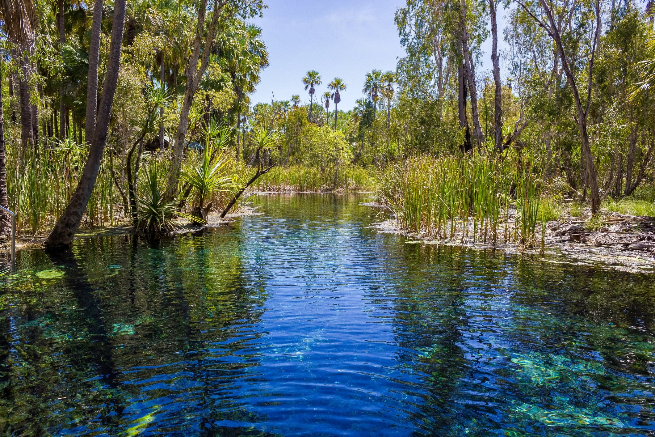 Fontes termais no rio Waterhouse, Mataranka, Território do Norte, Austrália