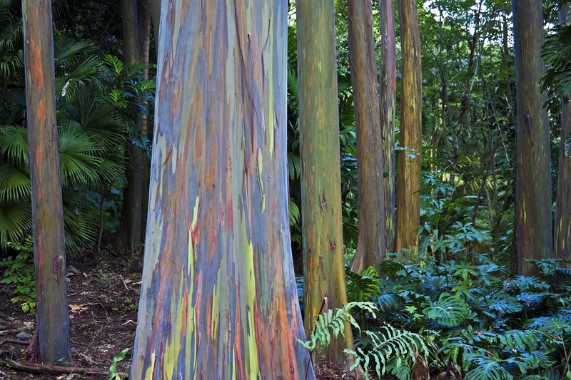 Rainbow eucalyptus trees