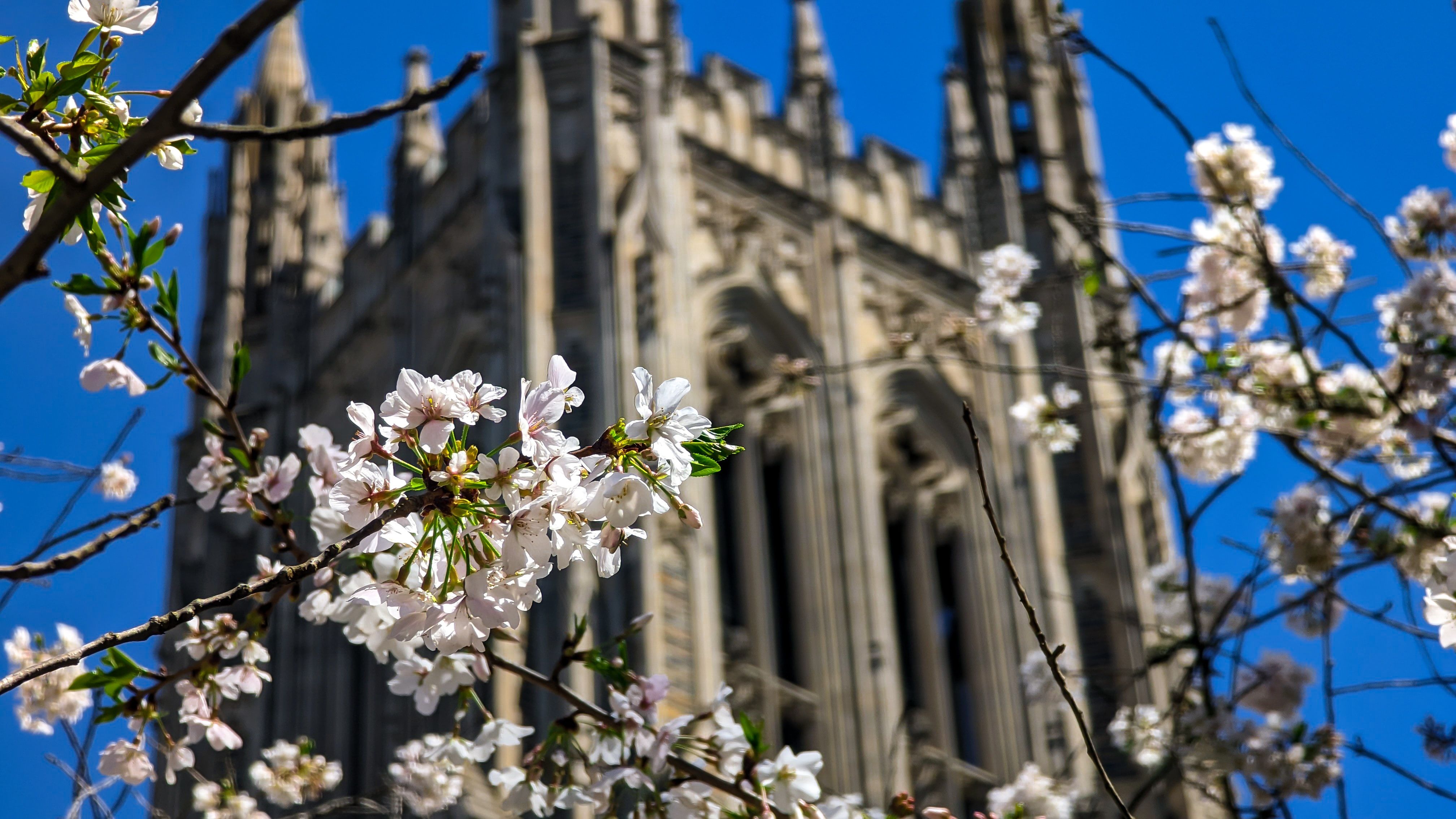 Duke University Cherry Blossoms