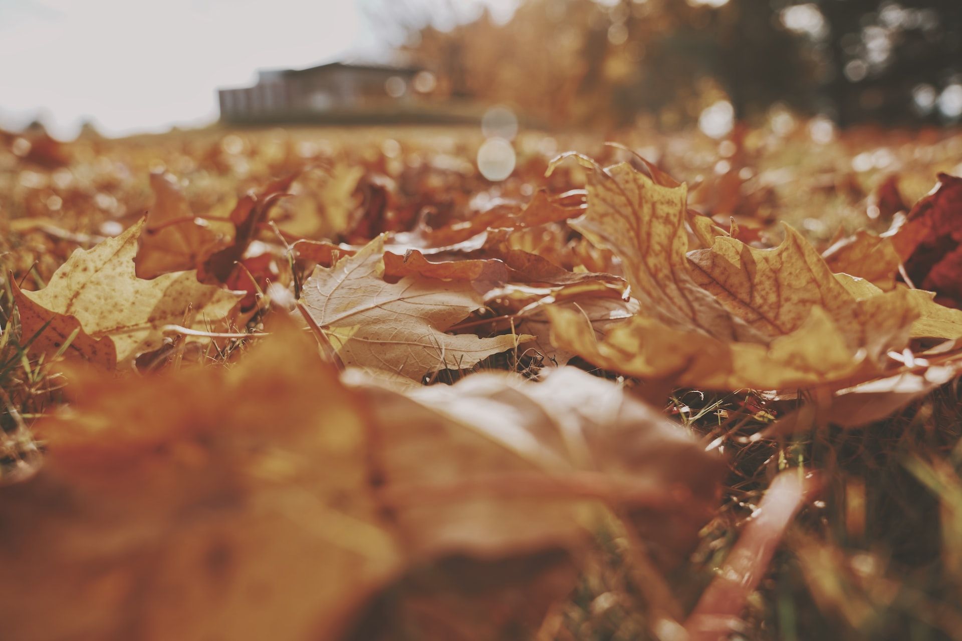 Folhas de outono no chão no coração da Comunidade.