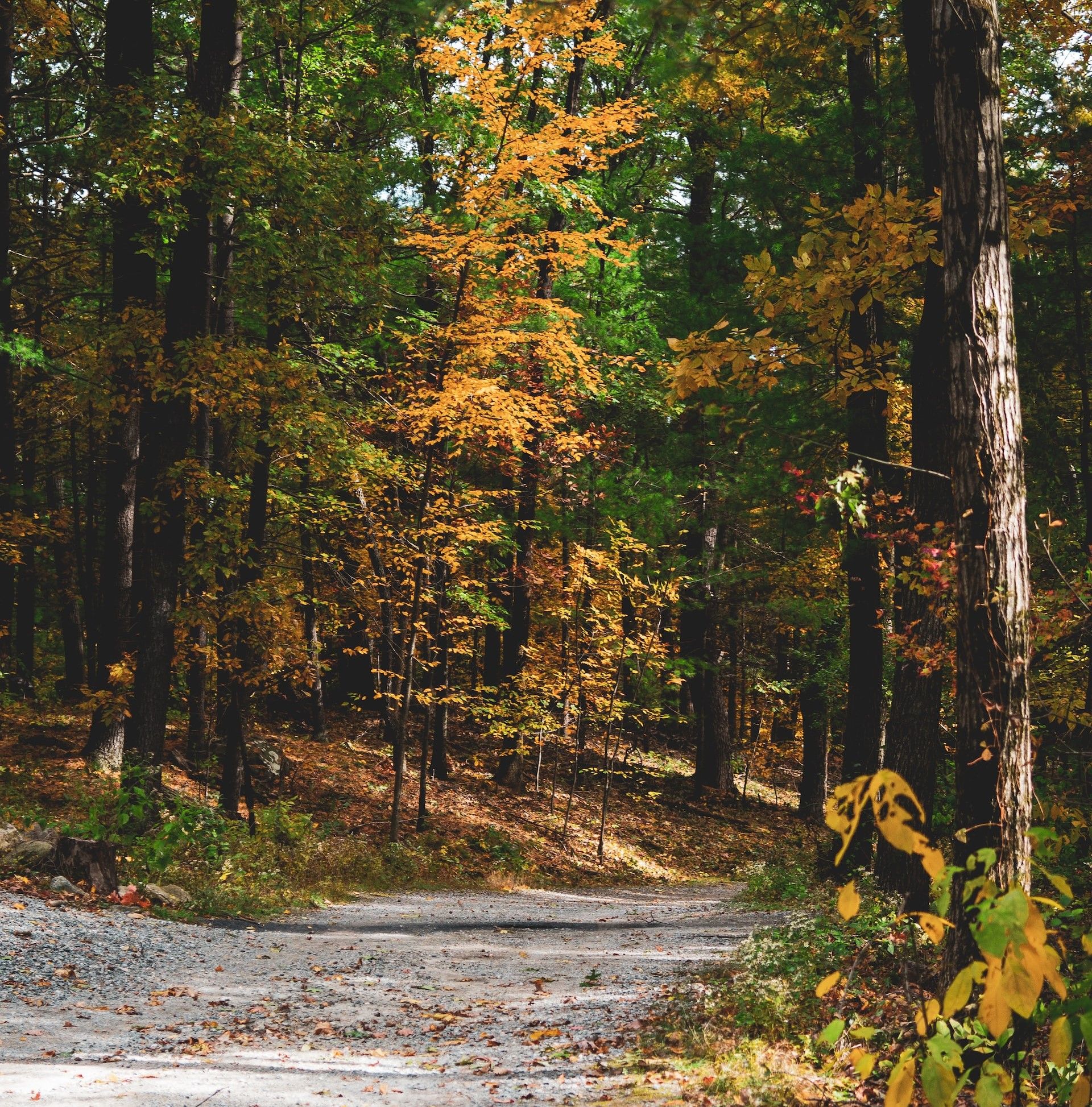 Uma estrada serpenteando por uma floresta em Massachusetts no outono.