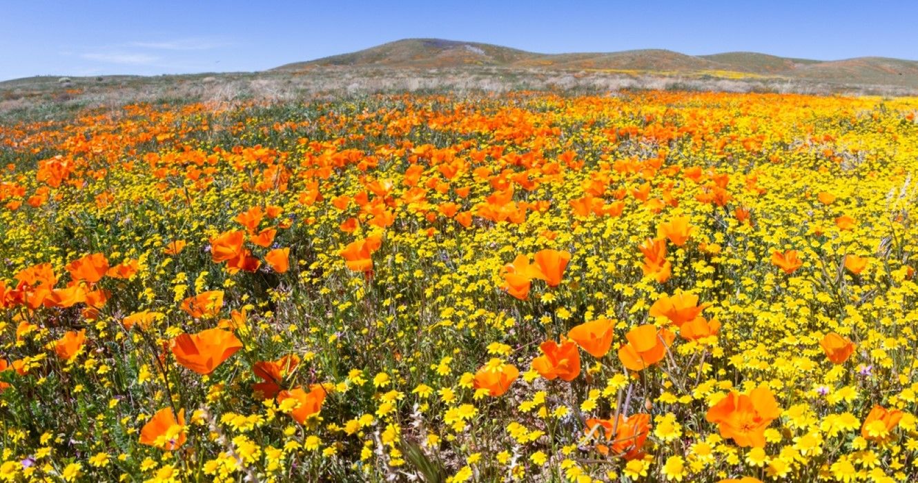 Flowers at Antelope Valley California Poppy Preserve during spring in California
