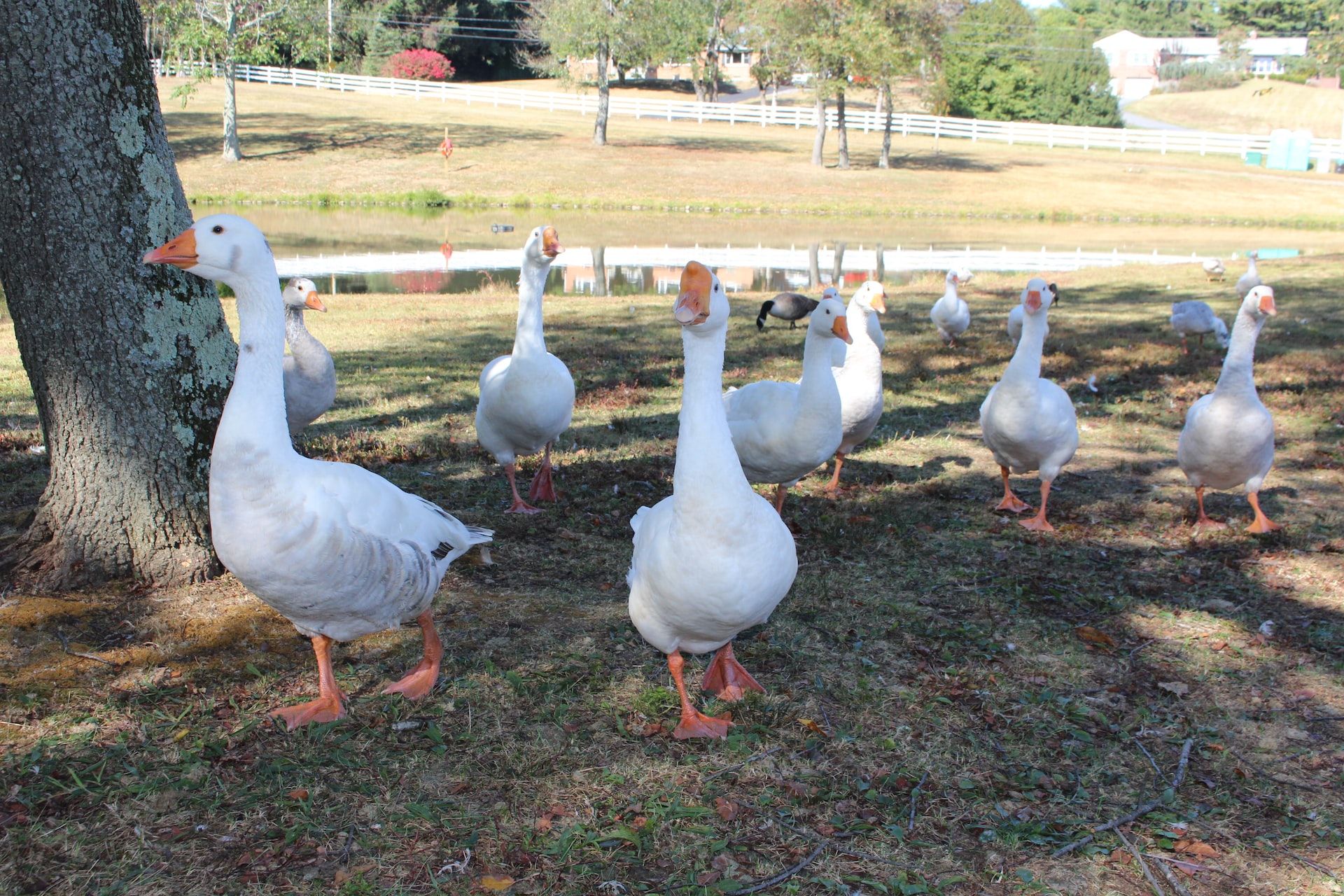 Geese roaming around the sprawling property of Carousel Park.